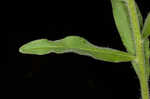 Common viper's bugloss